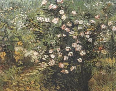 Vincent Van Gogh Rosebush in Blossom (nn04) oil painting image